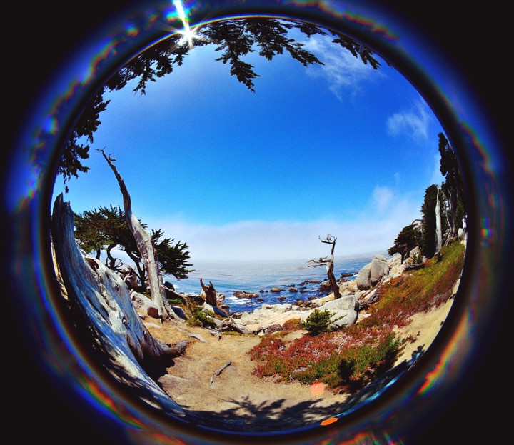 Foresty Sea