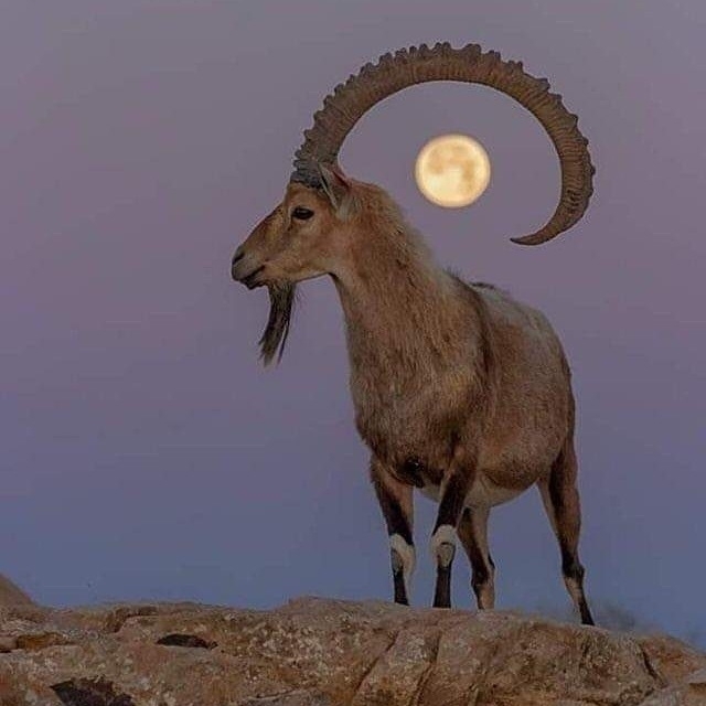 The Capricorn and the Moon