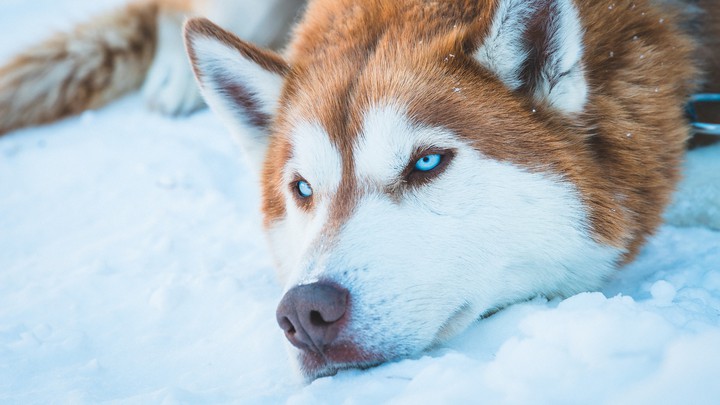 Siberian Husky dog
