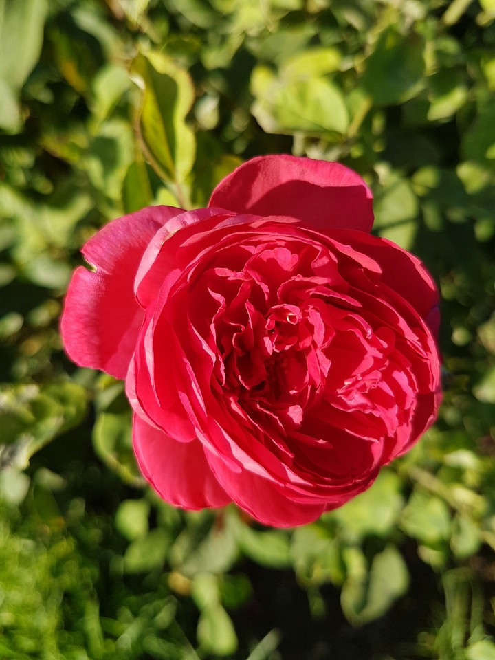 rose