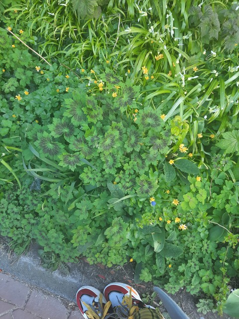 look at these flowers
