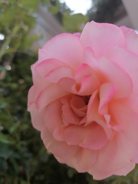 pink, rose wallpapers