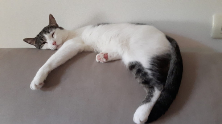 Martino - Lazing on Sunday afternoon