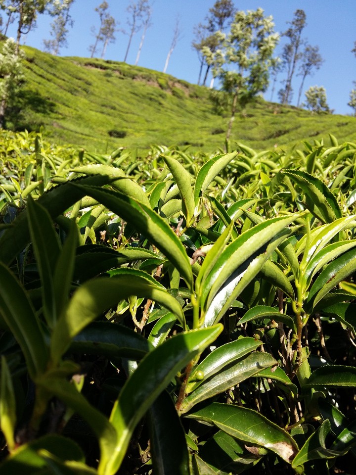 Munnar Tea Garden