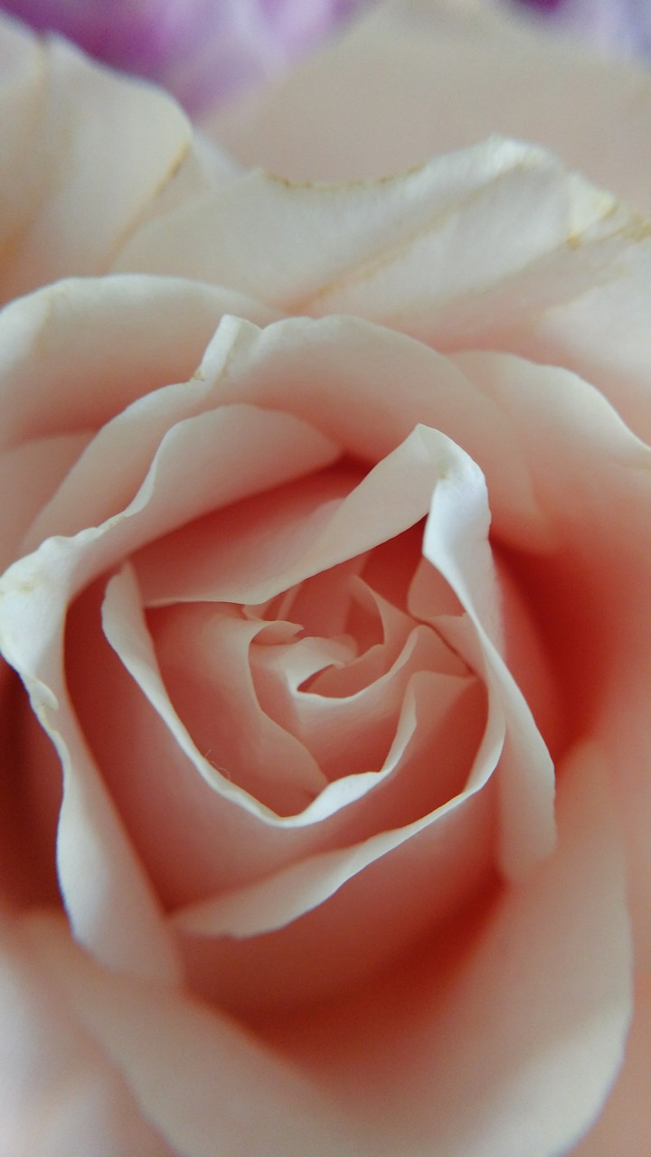 rose/нежная роза