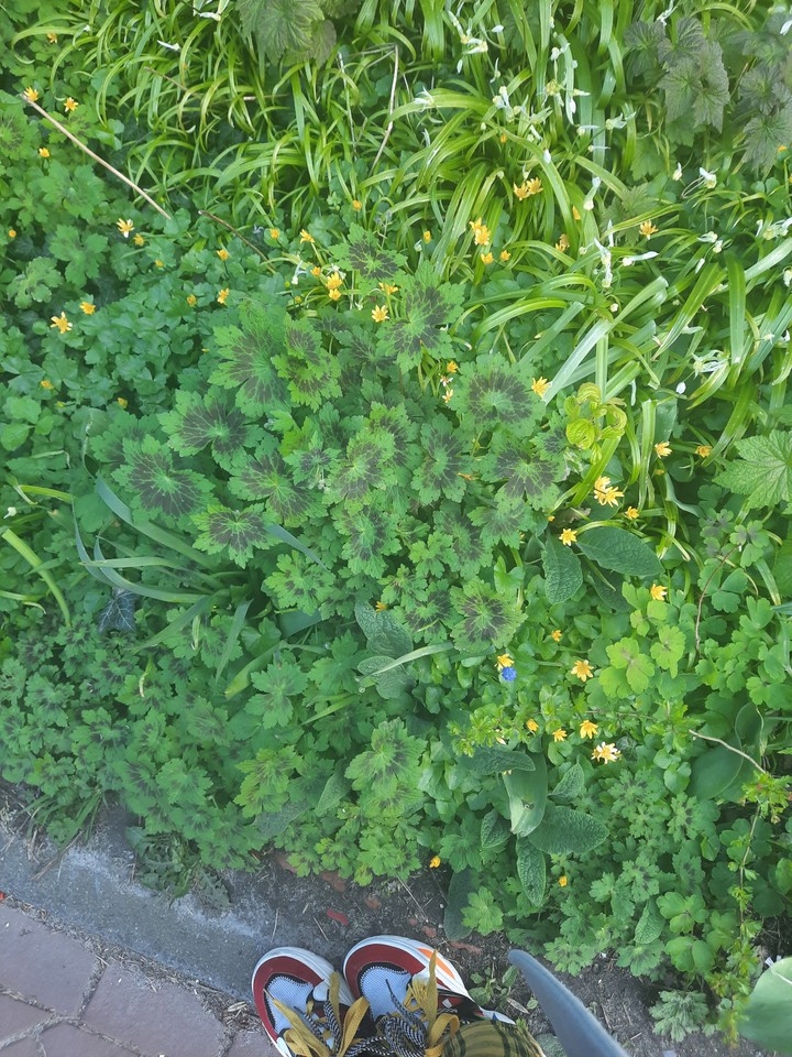 look at these flowers