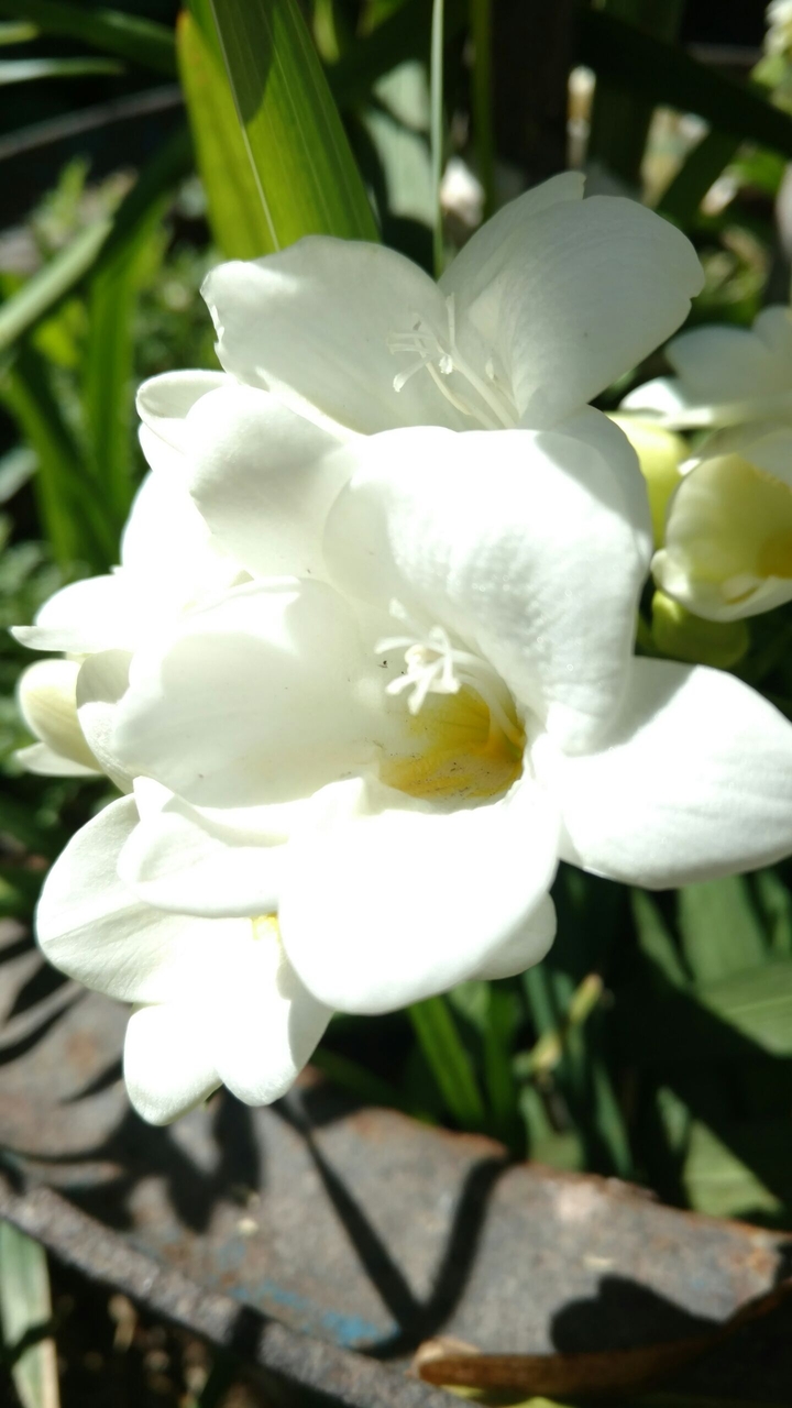 Blanco