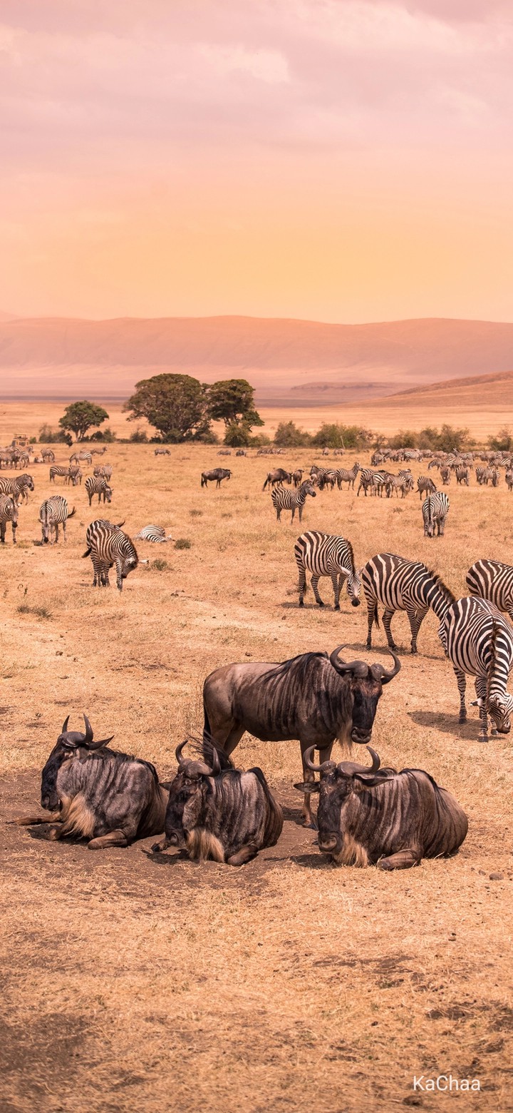 zebra