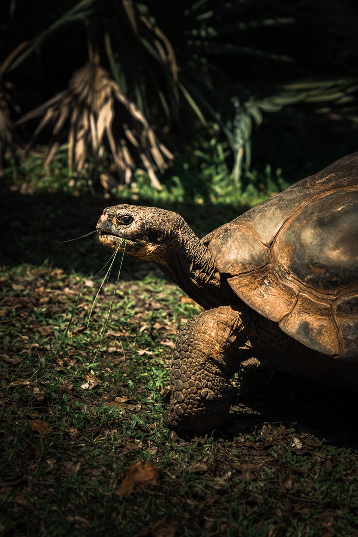 Tortoise