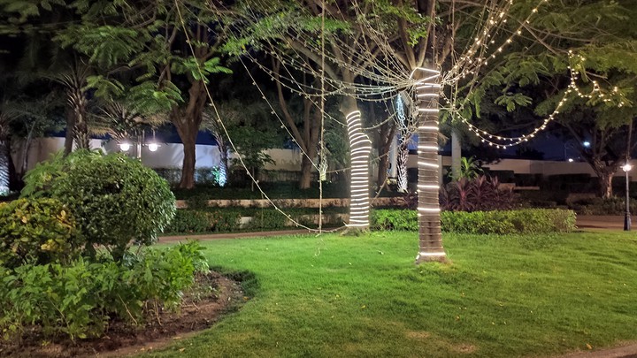 Night light on tree