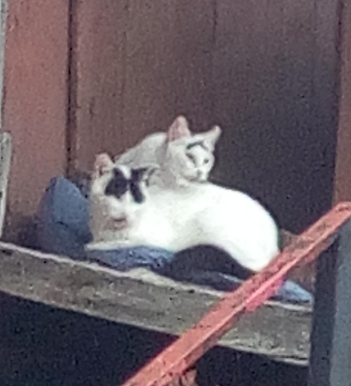 gatos sorprendidos