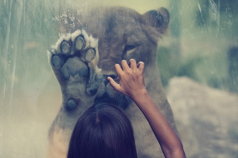 zoo