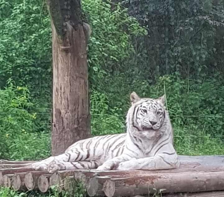 White tiger 백호