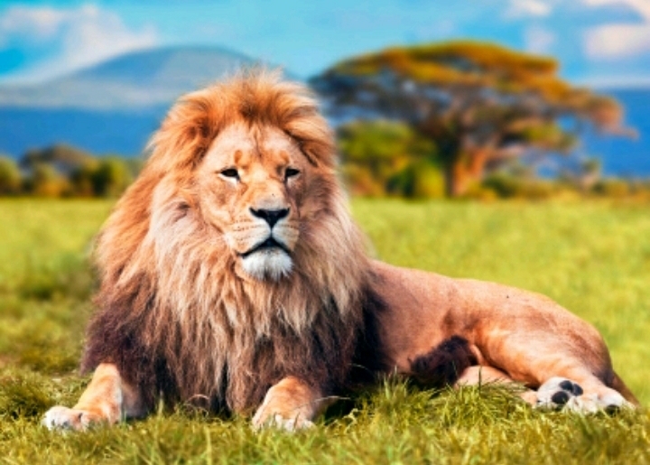 lion