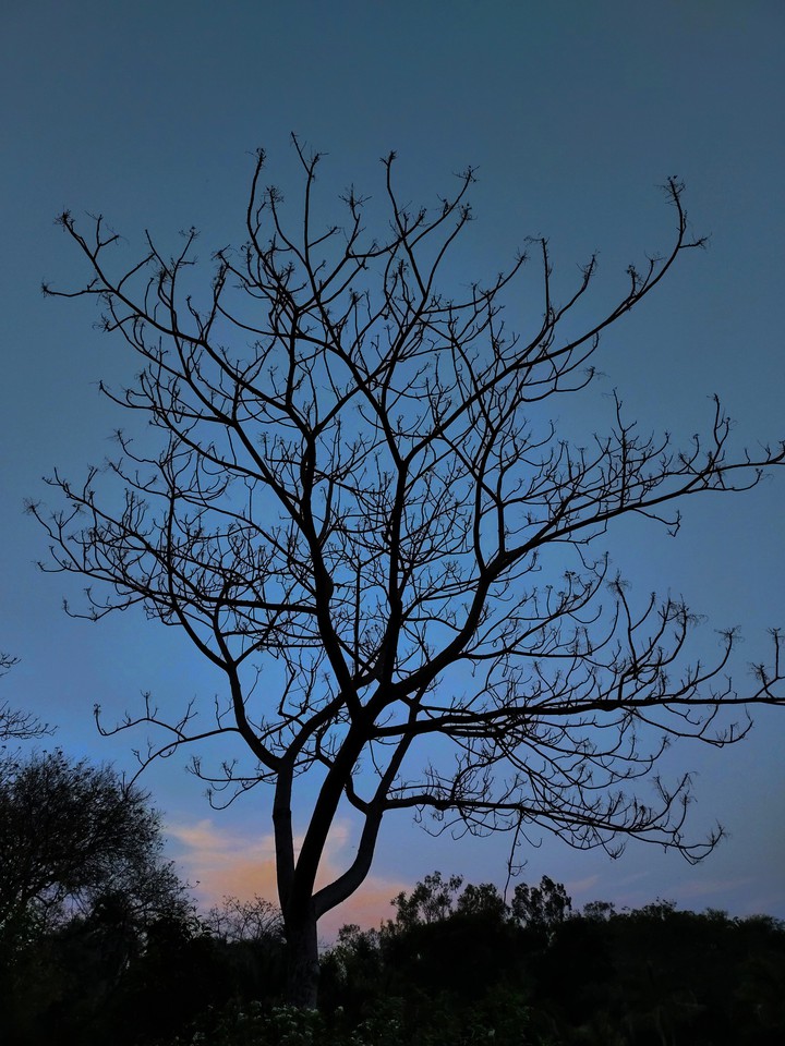 Nature