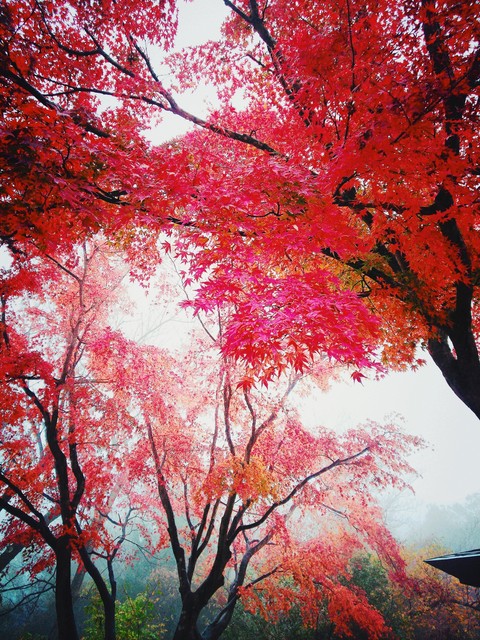 紅葉