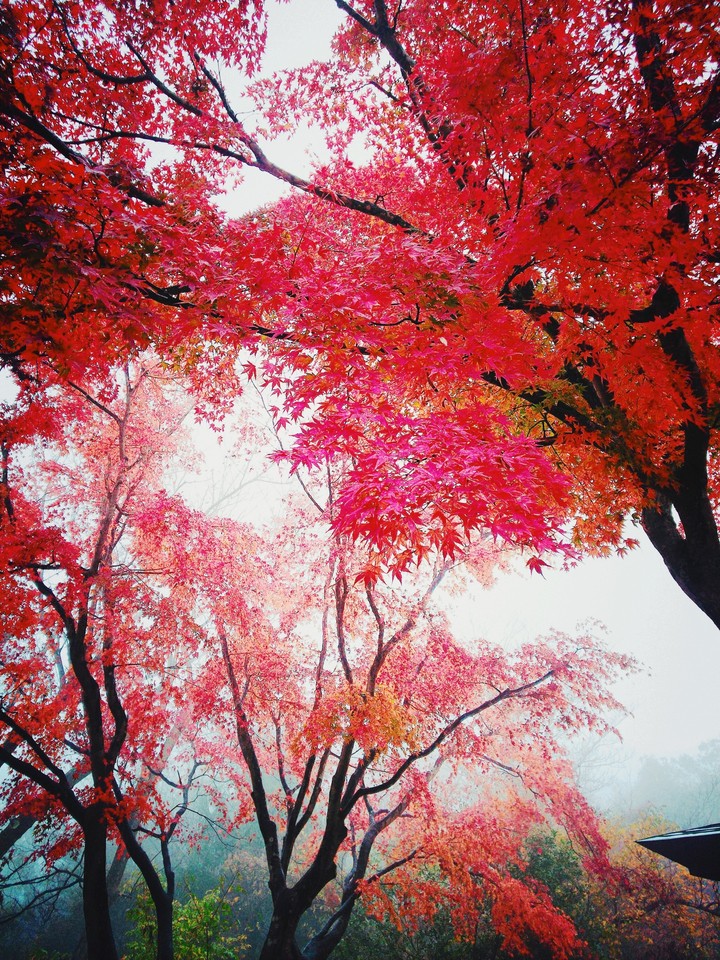 紅葉