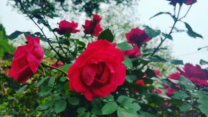 Roses are red