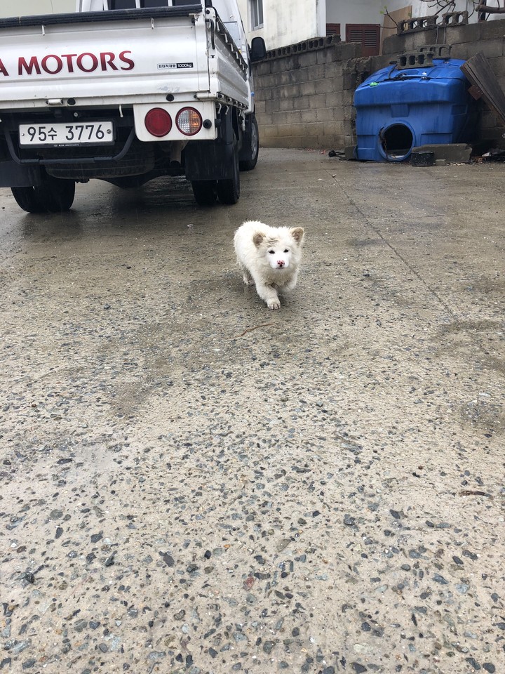 dog