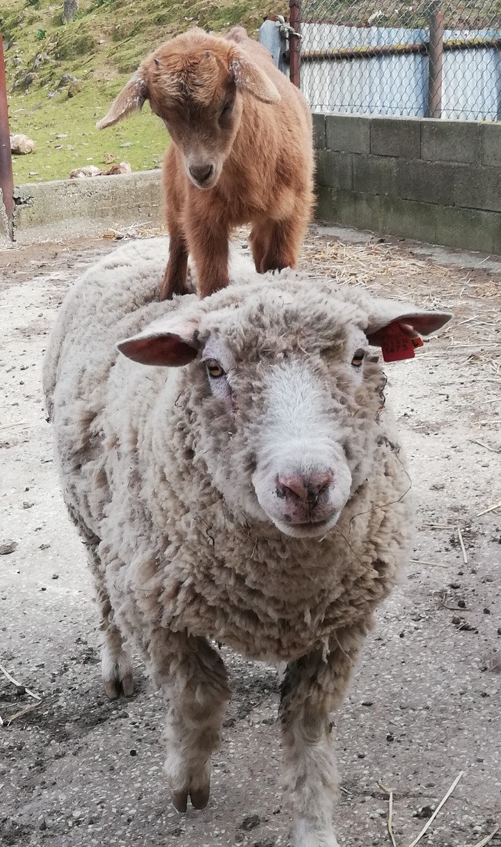 friendsheep eheh