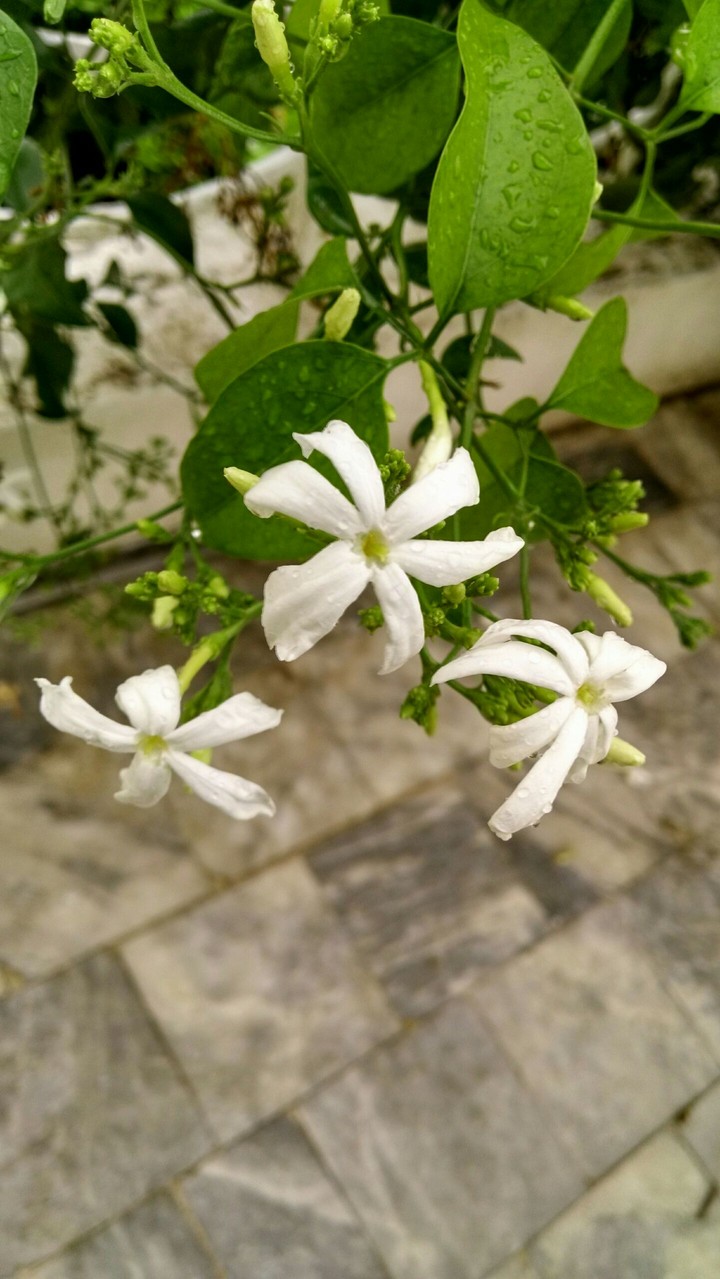 After Rain