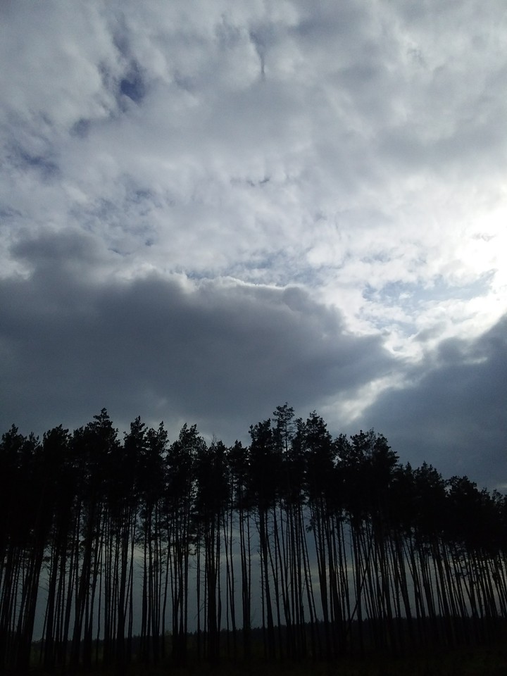 wood