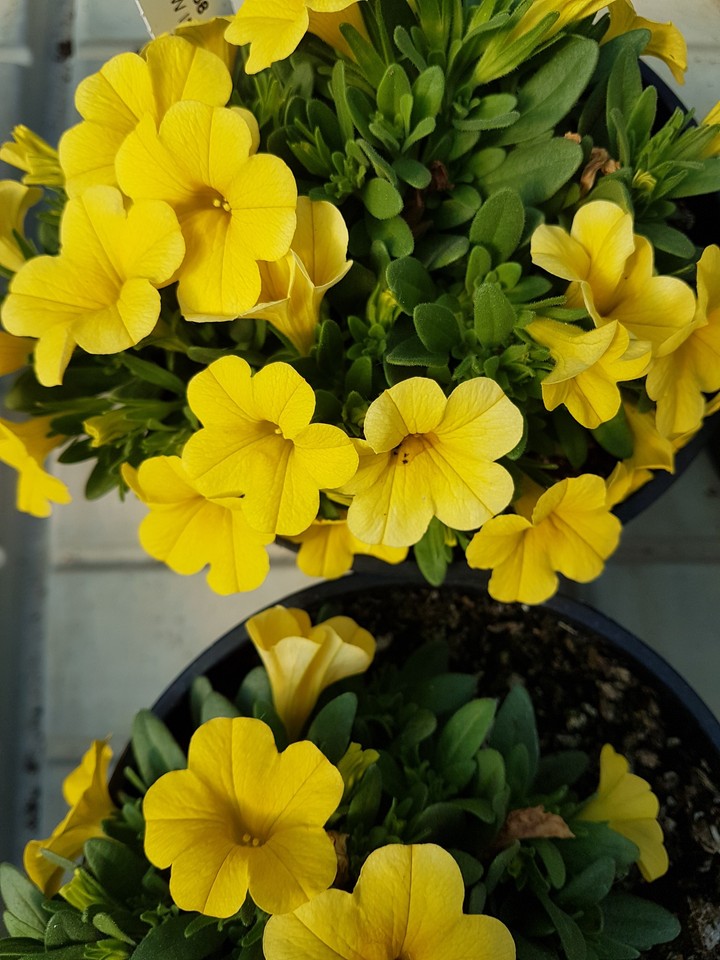 Fiori vari
