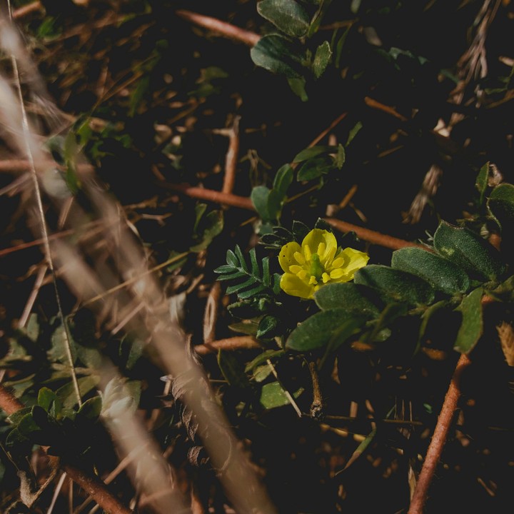 Bloom With Grace