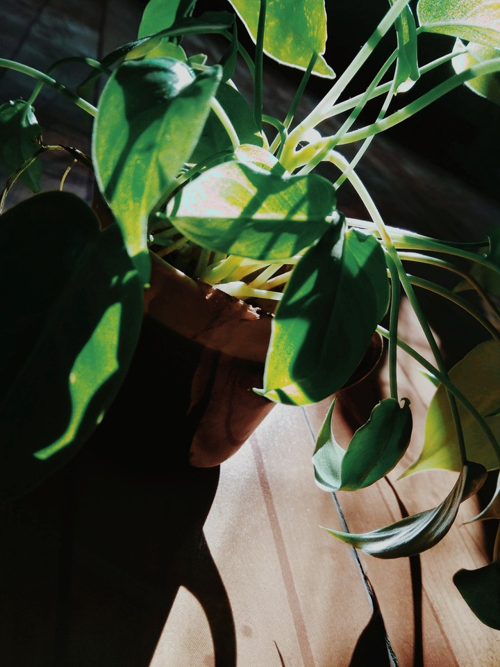 cup planter