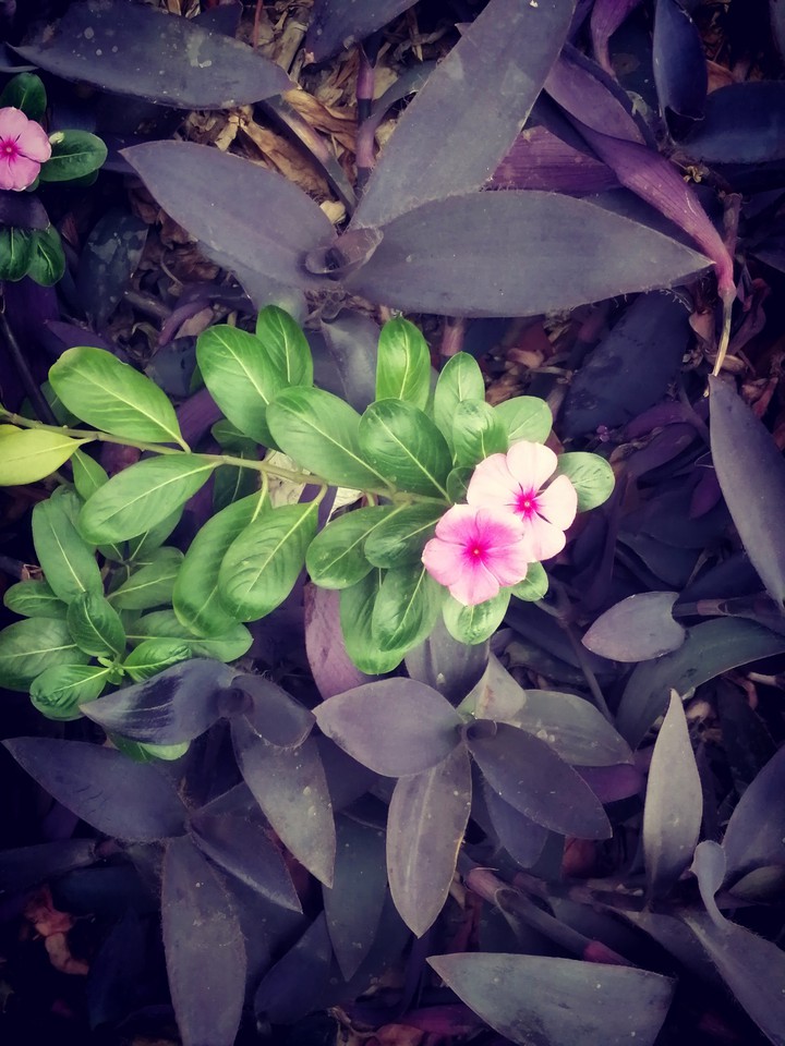 pink roses