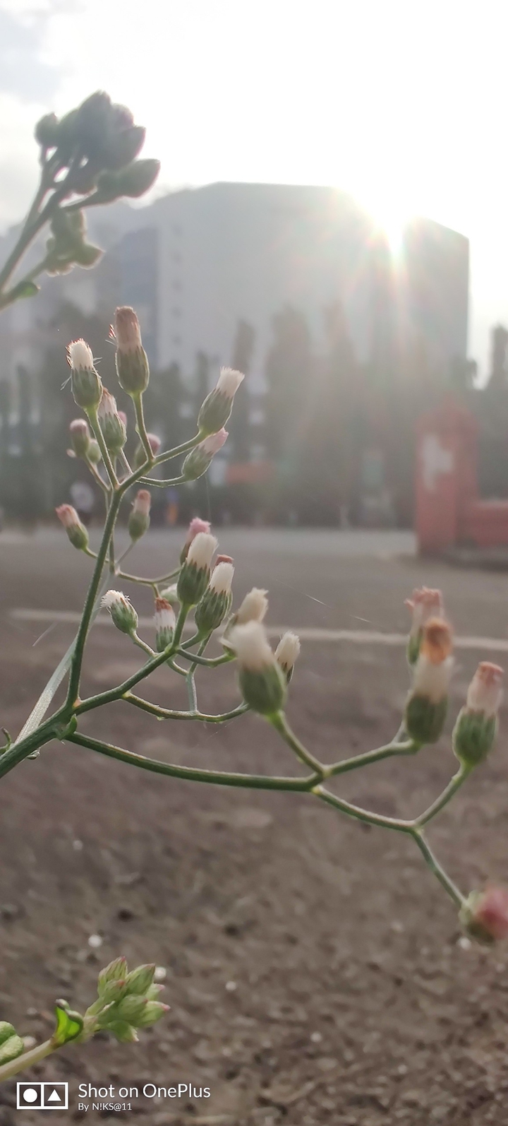 Morning Scene with Micro Mode