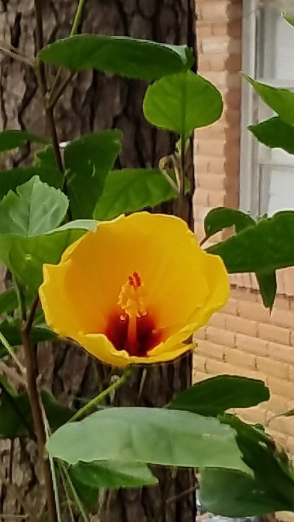 Summer Bloom