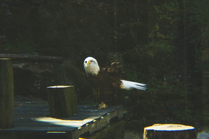 bald eagle
