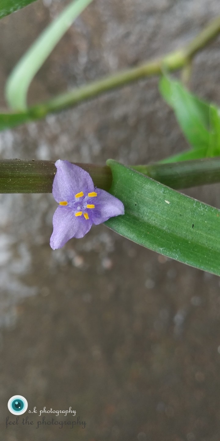 little cutie flower