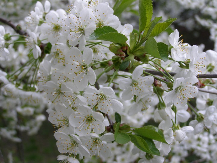 spring