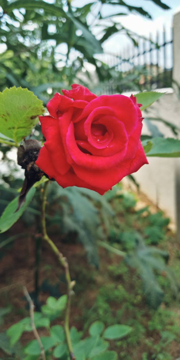 red rose