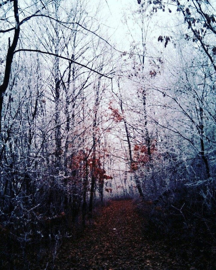 Foggy 