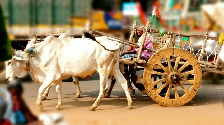 Bullock cart