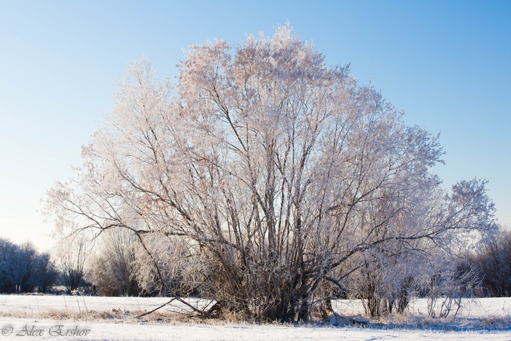 sun and frozen