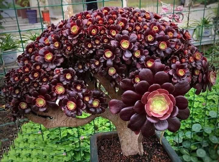 succulent