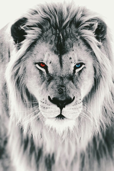 lion, cat桌布