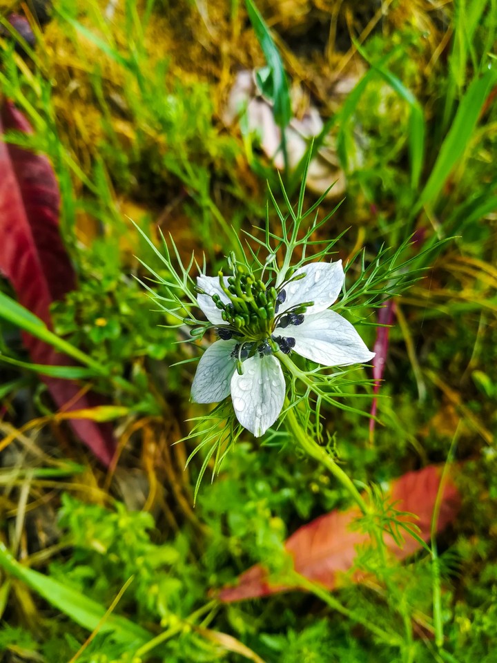flowers