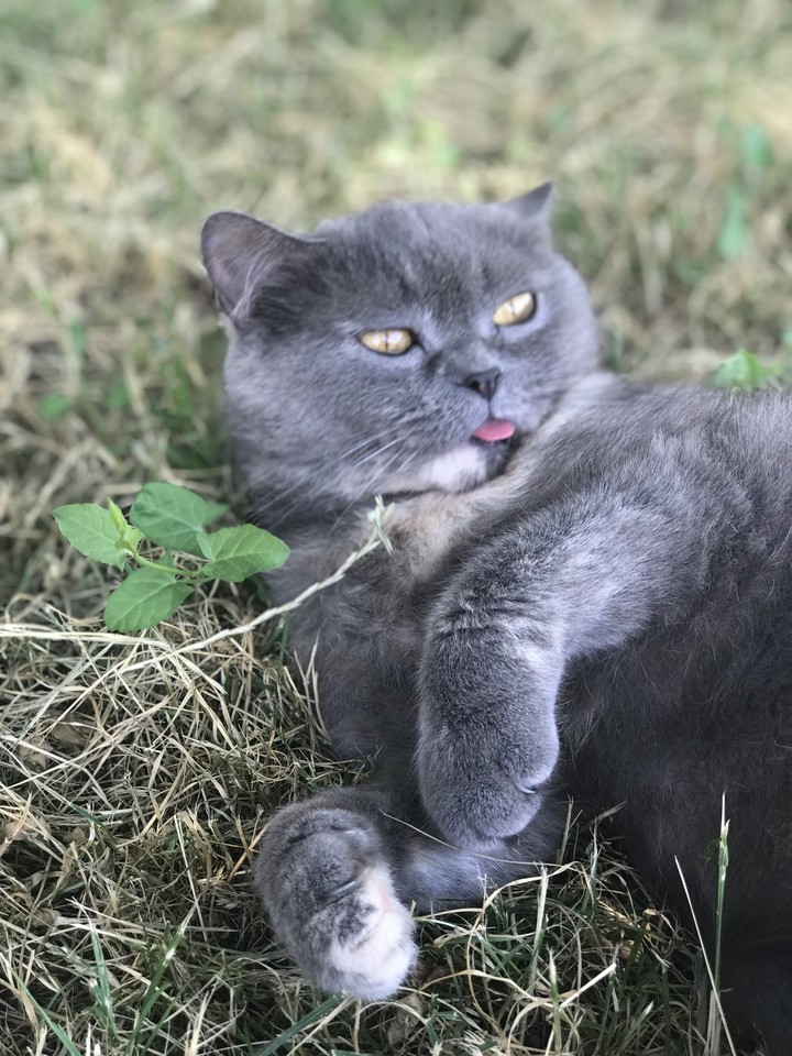 Bonny cat