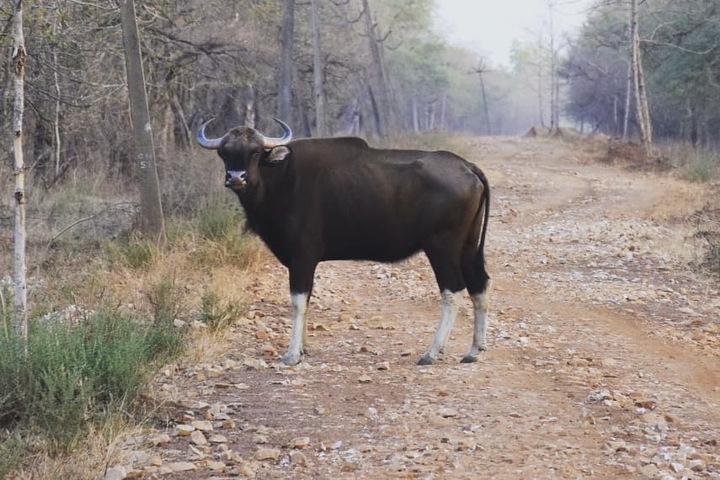 White Sock Bison kS