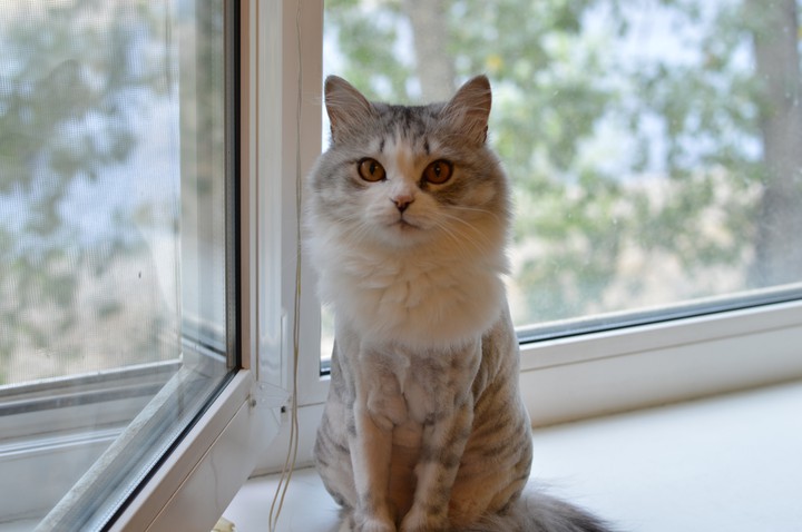 cat