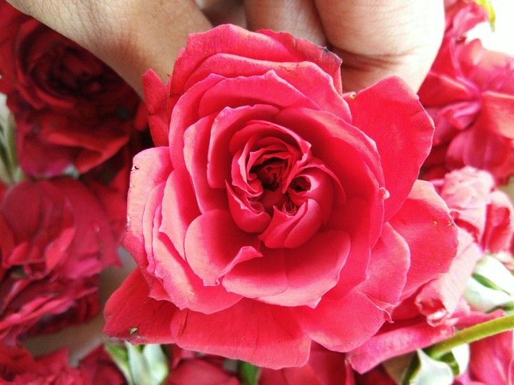 Rose