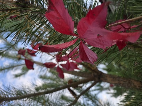 Flower, Petal, Yellow