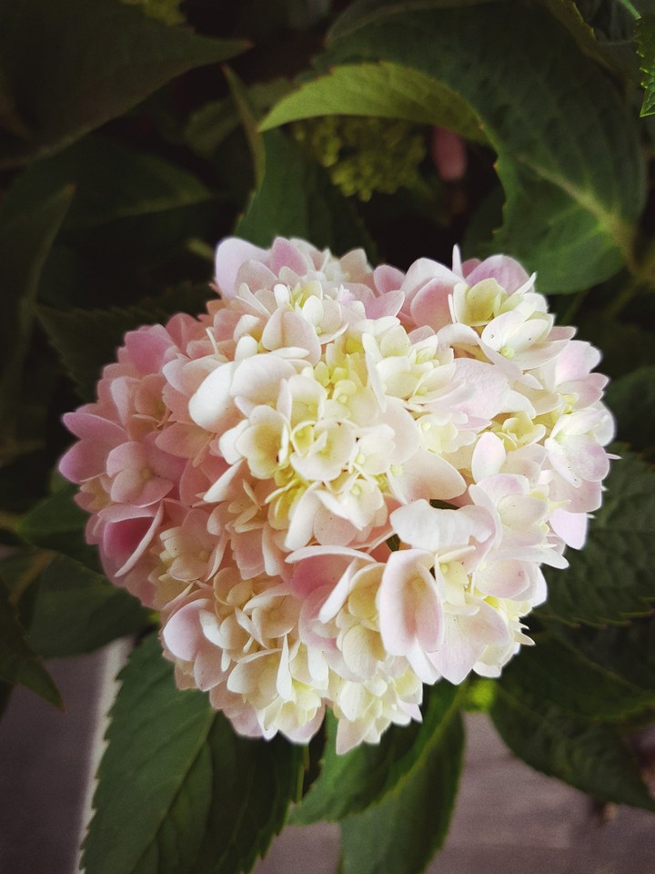 繡球花