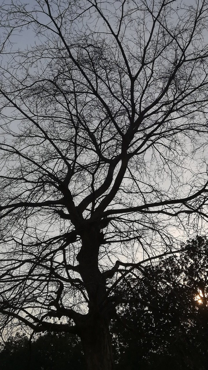 Black Dried Tree