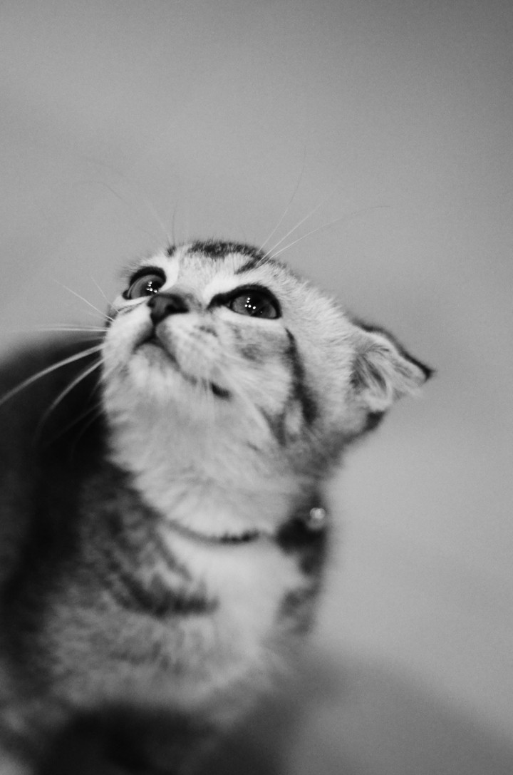 The Kitten